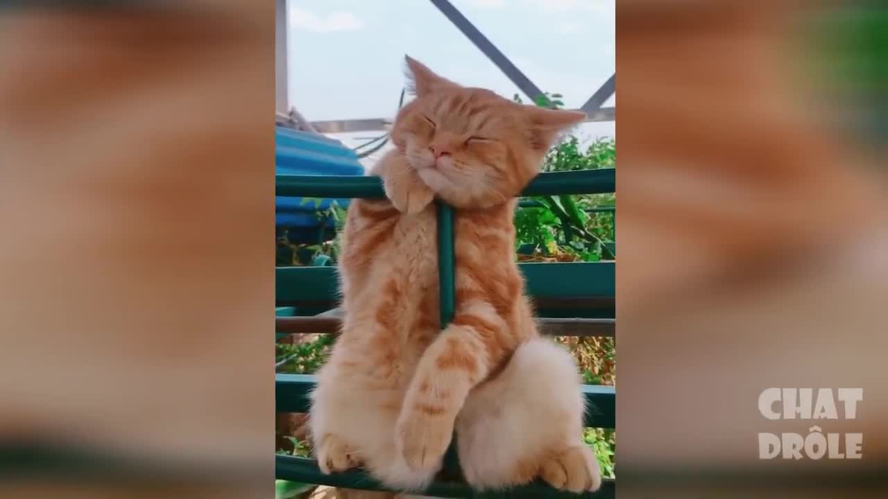 Funny Cats Will Make You Laugh Funny cats..**