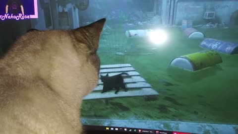 Pearl Has a Favorite Video Game (Stray)