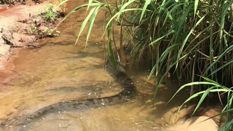 Huge Snake Swims Along Stream