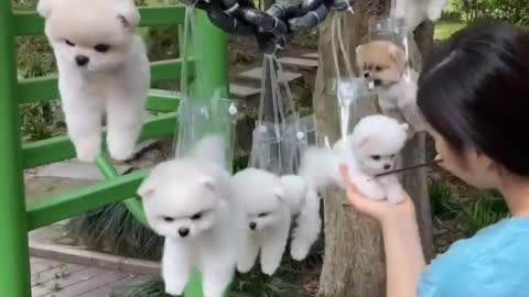 How to cutting a hire of cute dog