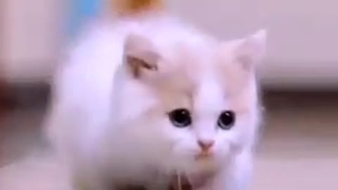 Cute cats and kittens video so cute cat short video