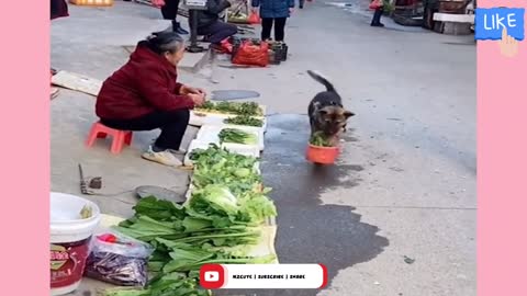 Can You Watch These Funny Dogs Without Laughing #7