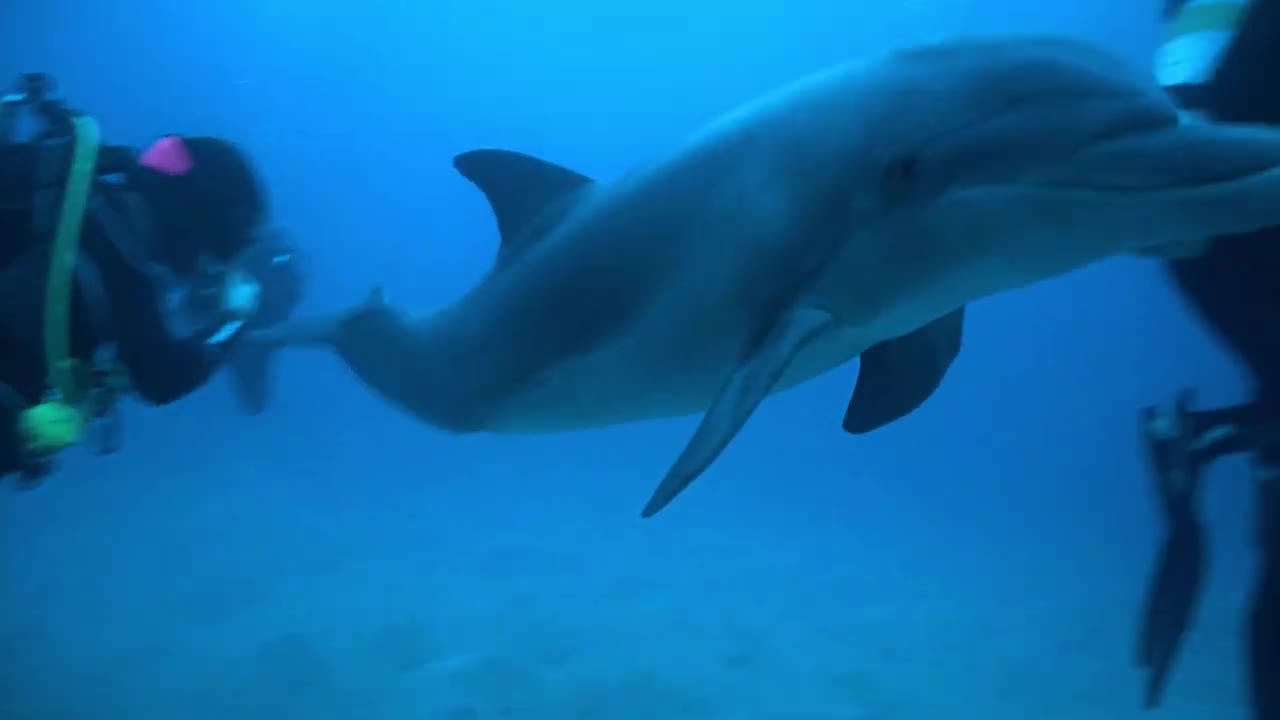 Dolphin playing with divers in the Red Sea - photographed by Meni Meller