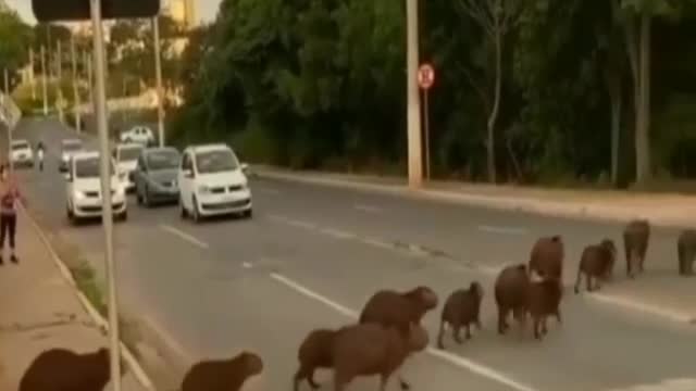 Drivers are surprised by capybaras crossing the street