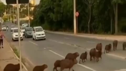 Drivers are surprised by capybaras crossing the street