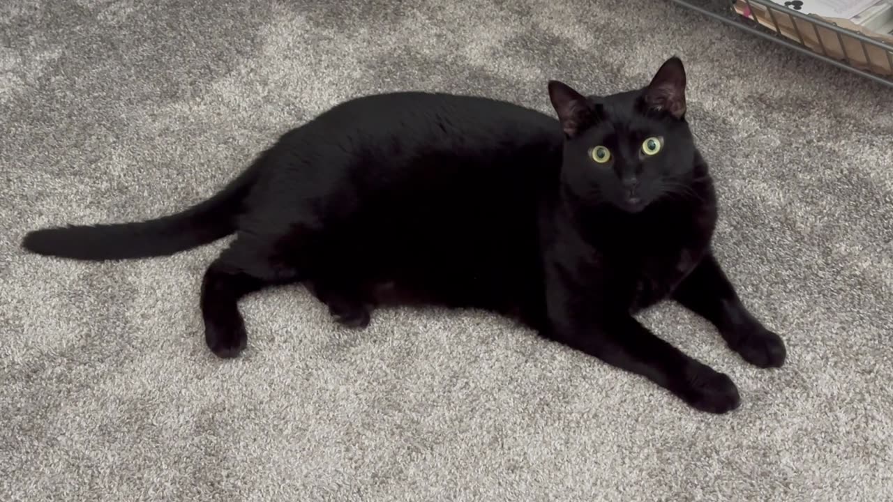 Adopting a Cat from a Shelter Vlog - Cute Precious Piper is a Well Dressed for the Office