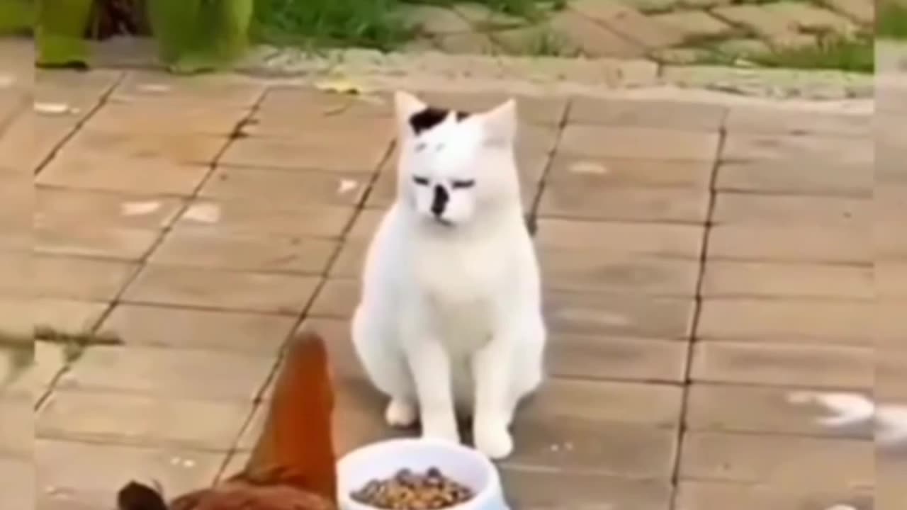 Cat vs Hen | AnimalsComedy Video