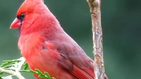 This bird are so beautiful