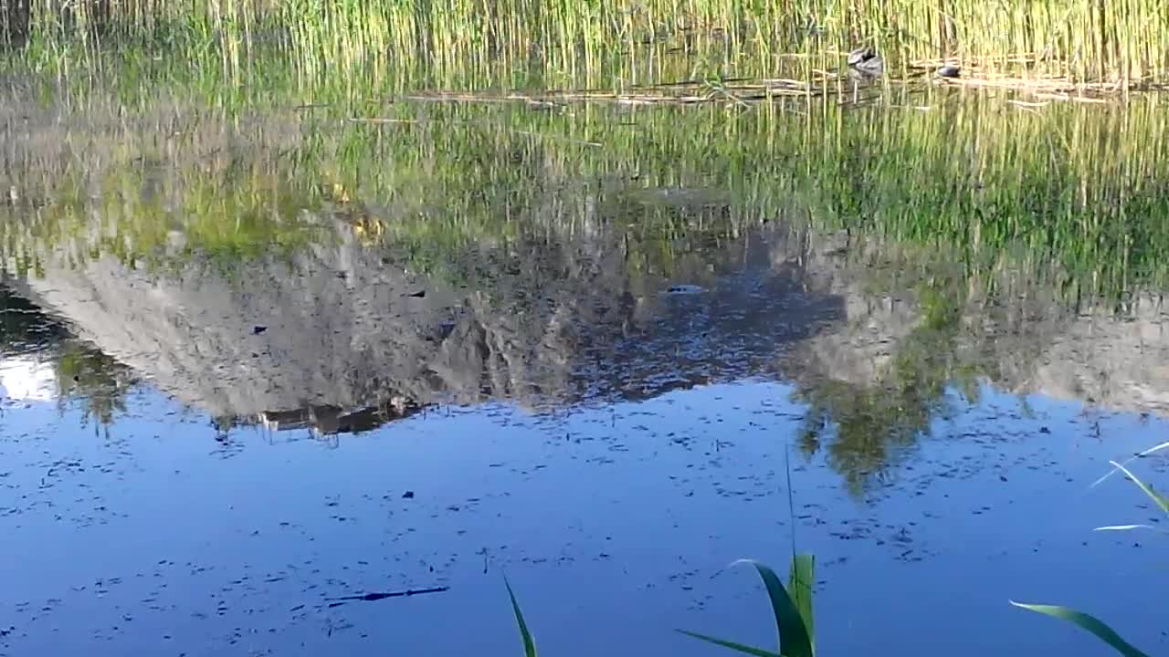 Frog choir