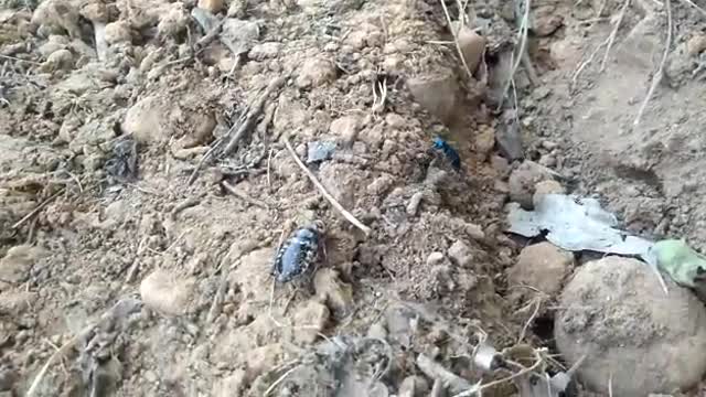 Blue mud wasp