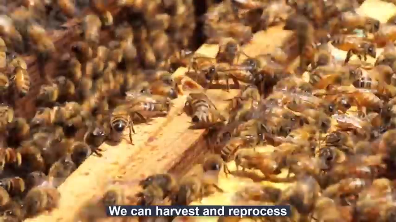 Raise Millions of Bees to Produce Royal Jelly 🐝 - Beekeeper Harvest and Process Royal Jelly