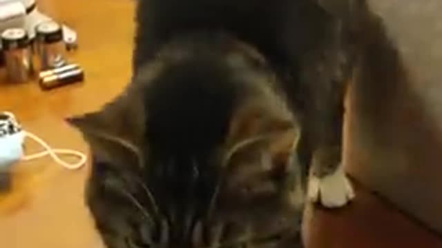 Funny cat crazzy