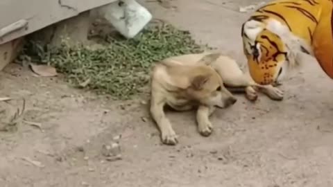 Funny animal video@viral dog vs fake lions