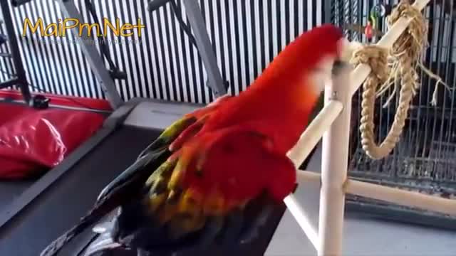 Funny parrot