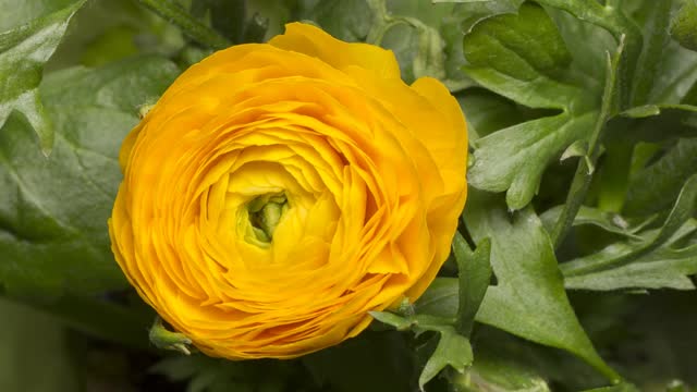 yellow flower blooming - watch now