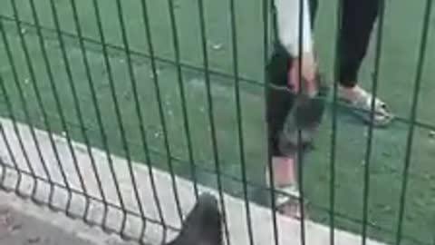 Chiens policiers