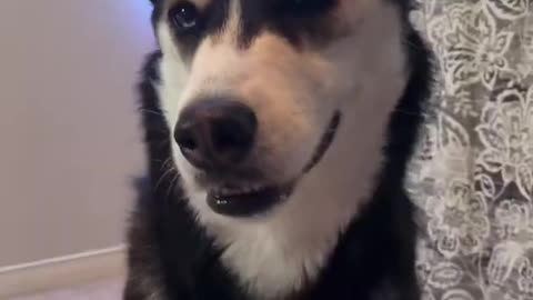 Can My HUSKY Speak ENGLISH?!😱