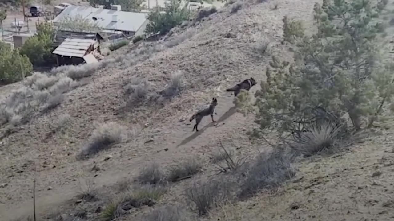 Rescue Wolfdog Finds A New Pack to Howl With - SARGE | The Dodo
