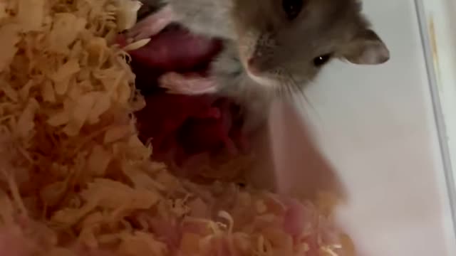 Peeping hamster mother feeds newborn hamster