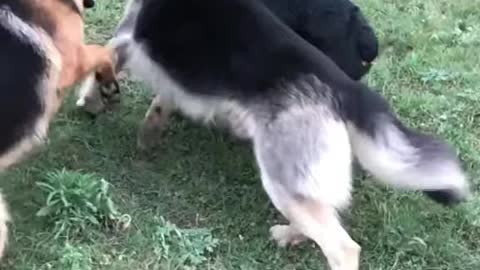 Rottweiler vs German Shepherd 2021 #shorts