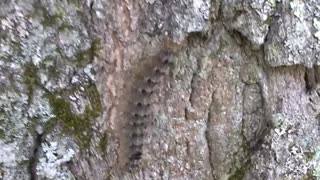 Caterpillar