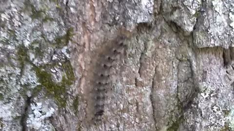 Caterpillar