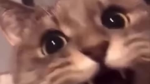 Funniest Cats 😹 - Don-t try to hold back Laughter 😂 - Funny Cats Life 24
