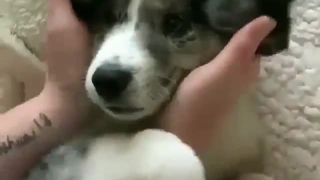 Best Funny Dogs Video -EP (20)