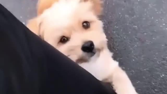 Cutest video of the day