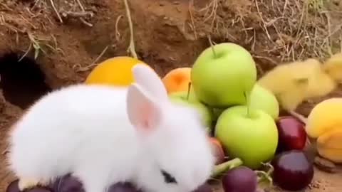 Funny little baby animals