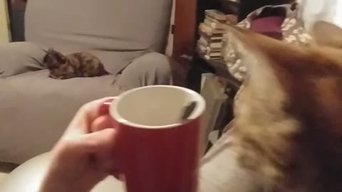 Kitty wants my tea