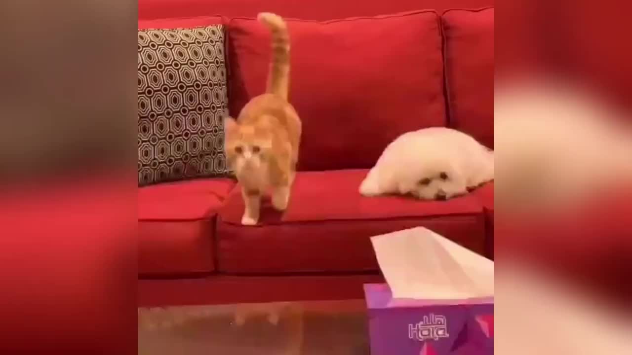 TRY NOT TO LAUGH AT THE FUNNIEST CATS 2021