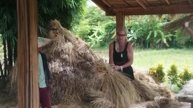 Rice farming Cambodia Thailand