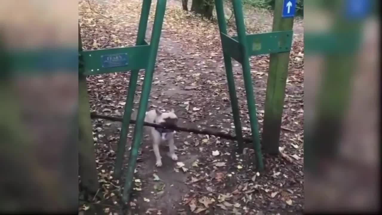Try not to laugh