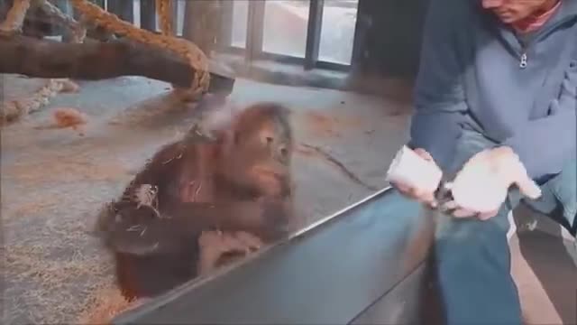 Monkey react to magic