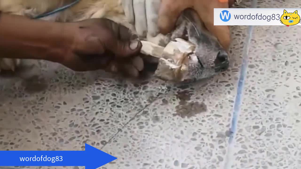 watch how a dog was saved from death after he was assaulted by a witch