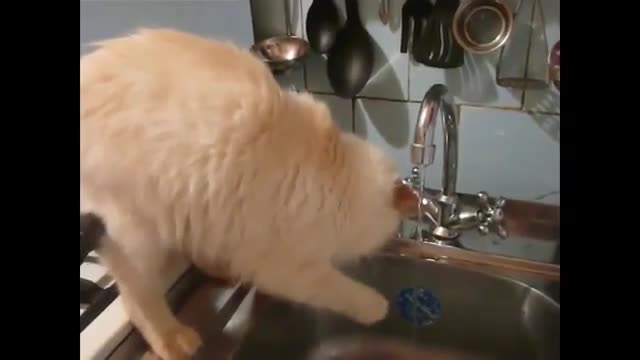 Funny Cats - New Funny Cats Video - Funny Animals - Funny Videos 2015