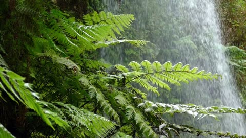 🌊 Classics in Nature: Exploring "The Wind in the Willows," Chapter 11- "Toad's Tears" 🐸 🐾