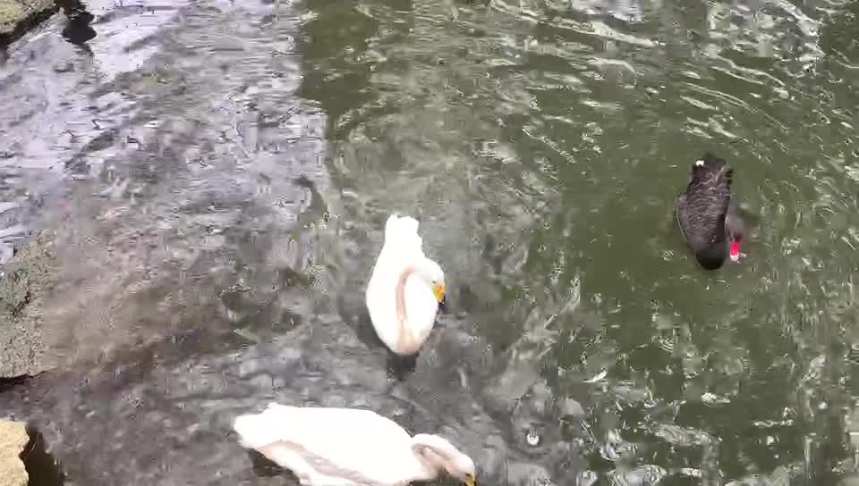 Red mouth, yellow mouth, two kinds of ducks!