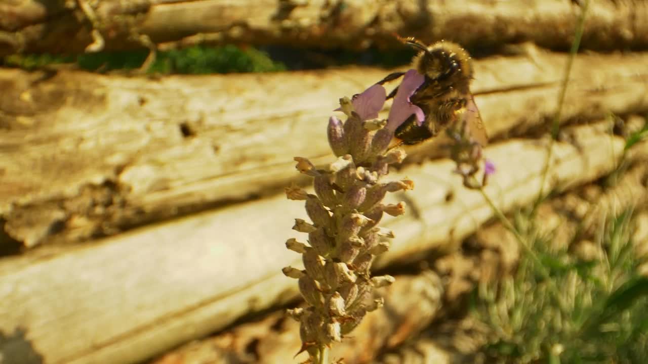 Bumblebee flying away