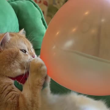 Boom,Scared me! #exlittlebeans #funny_cats #cat #funny_videos