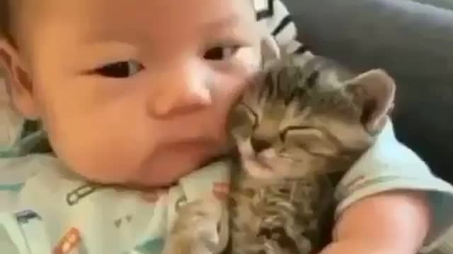 Mama Cat Takes Back Crying Kitten From Toddler