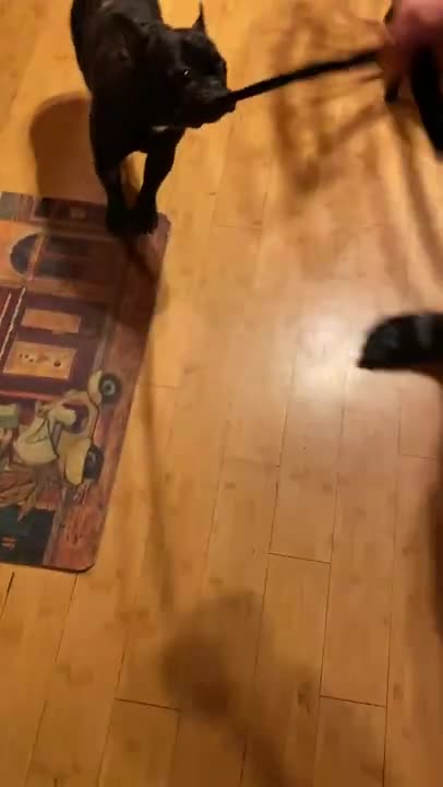 FRENCHIE BRUCE TRICK TO GET YOUR SOCK BACK