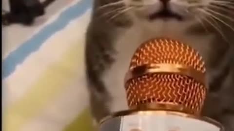 Funny cat speaking in a mic