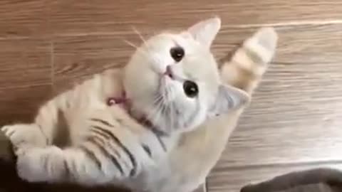 Super Cute Cat Meow