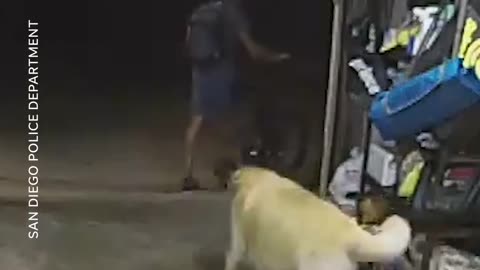 Dog lover