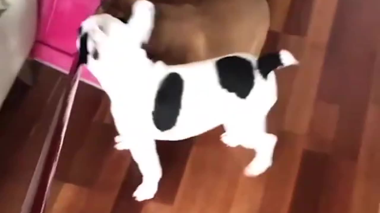 Most adorable frenchies!