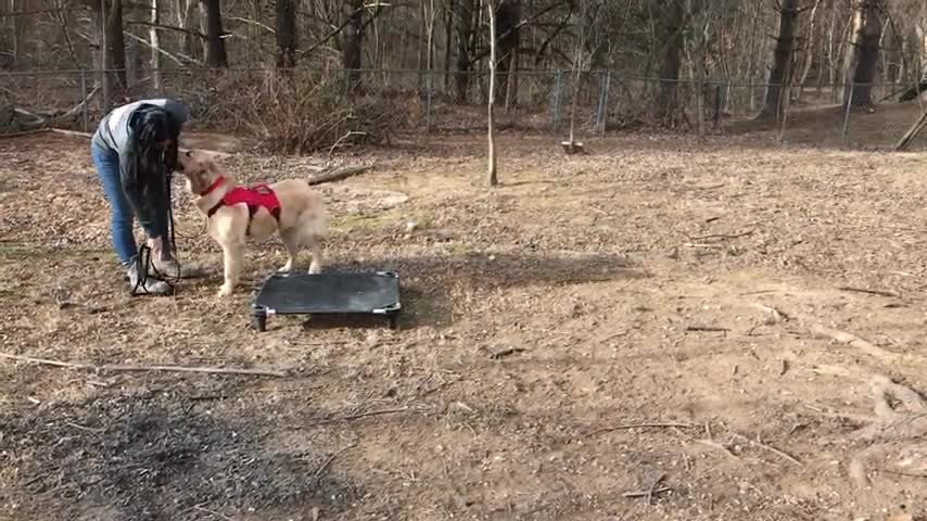 Dog is the training your first and your girl
