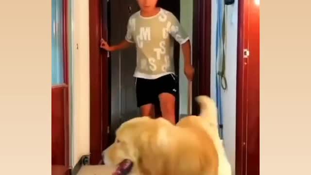 Funny dog 202q