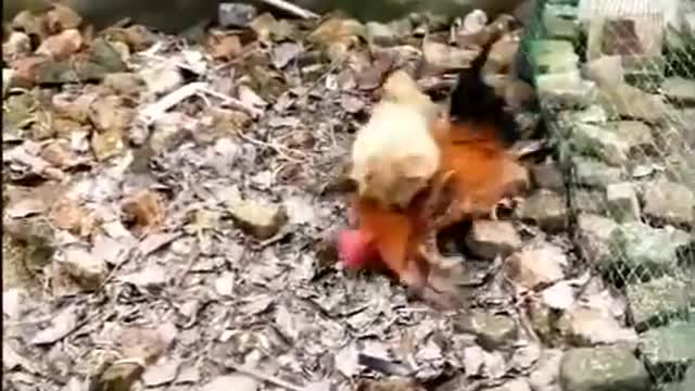 Chicken VS Dog Fight